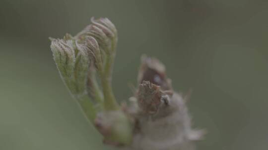 大山里的刺嫩芽LOG视频素材模板下载