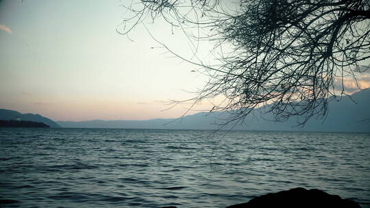 湖边海边树影