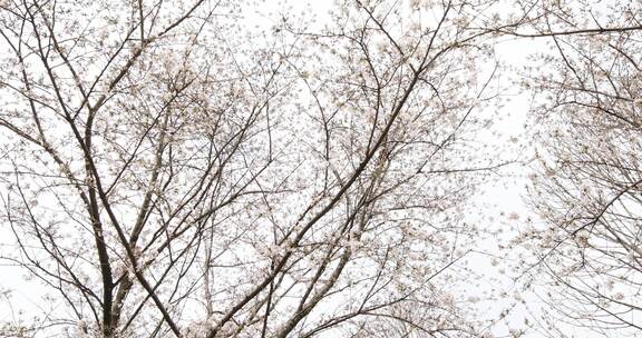 春天成片的樱花林樱花开放苏州樱野景区风光