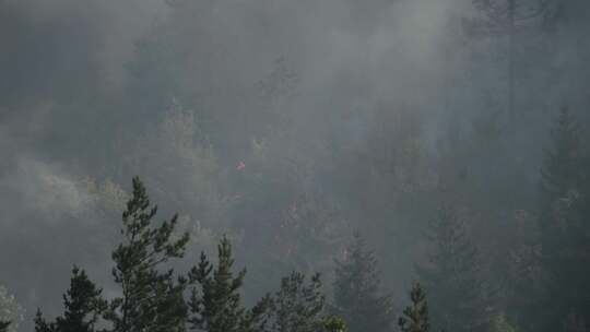 森林着火了森林里有烈火和浓雾