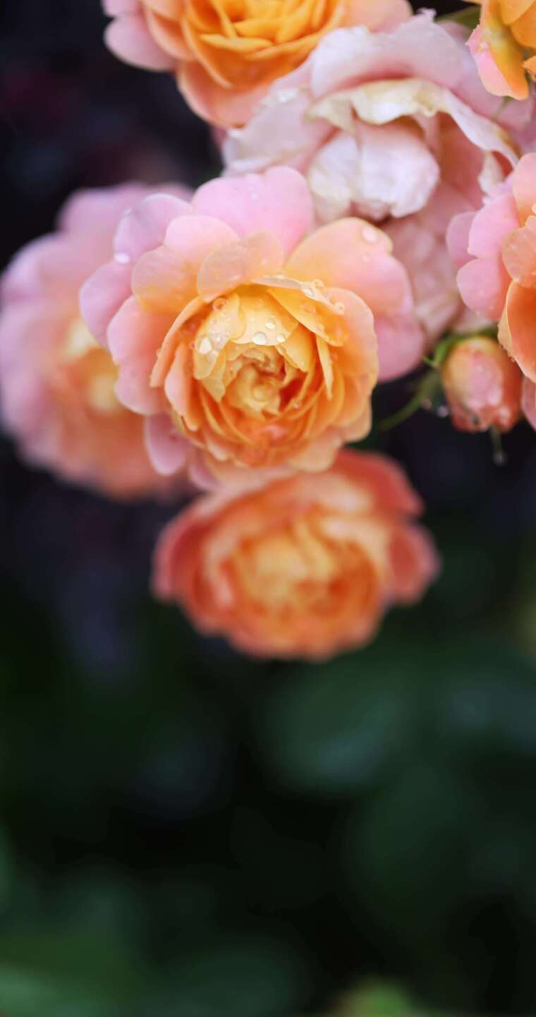 下雨天挂着雨滴的月季花特写