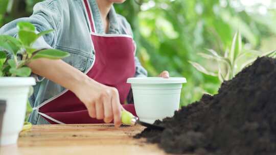 女人正在种植盆栽