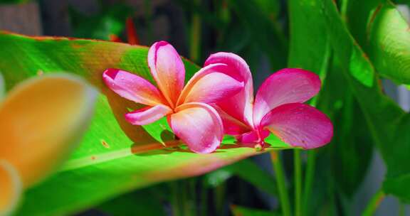 鸡蛋花，花，花园，热带