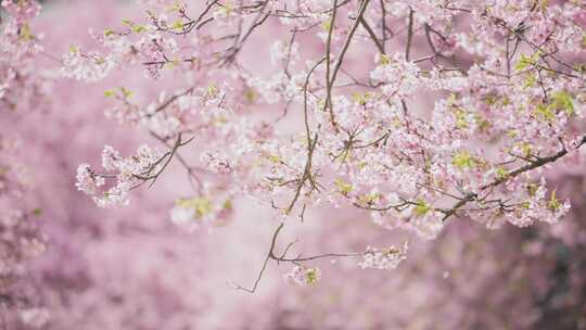 樱花浪漫唯美樱花自然春暖花开春天来了