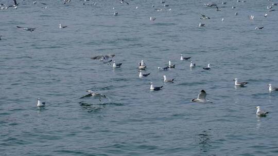 滨海景区景点海面上的海鸥实拍