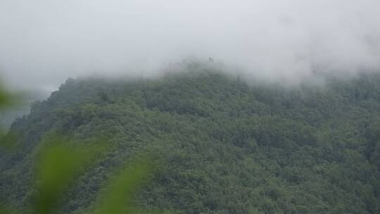 深山雨林夏季雨季云雾缭绕