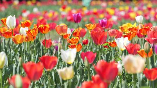 郁金香花海春天公园植物园