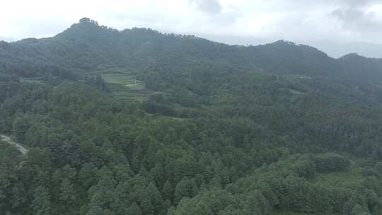 山谷树林风景log素材