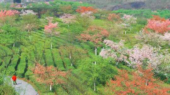 湖南郴州高椅岭樱花园