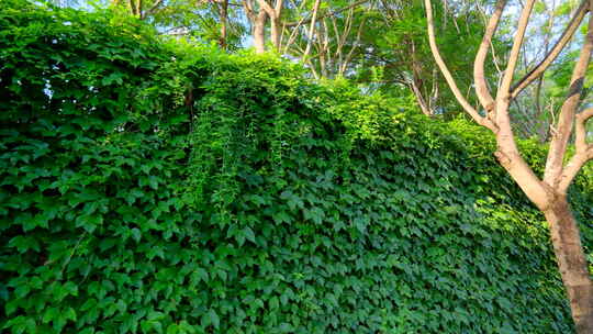 围墙 爬山虎 绿叶墙 藤蔓视频素材模板下载