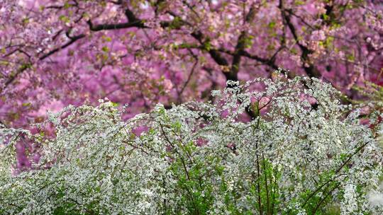 武汉东湖樱花园粉色早樱下的喷雪花视频素材模板下载
