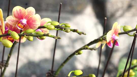 黄红蝴蝶兰 蝴蝶兰 蝴蝶兰种植 黄红相间