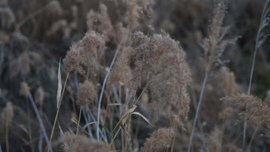 芦苇 禾本科 花 干芦苇 被子植物 芦苇毛