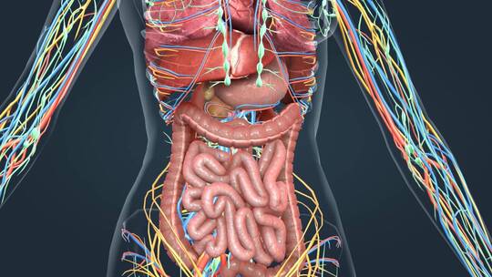 医学 人体 器官 内分泌 神经 肝脏肾脏