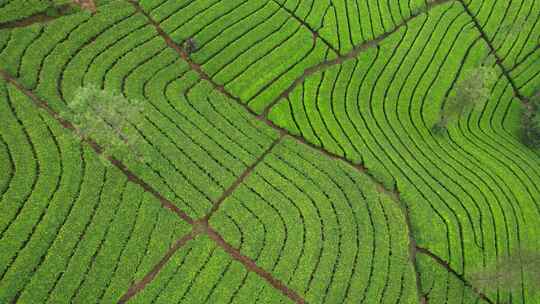 空中pattren茶归档