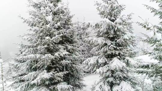 3937_白色的冬天森林充满了雪和马克