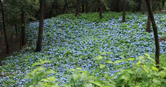 杭州临平公园无尽夏绣球花花海