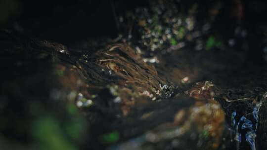 森林苔藓春雷春雨春天绿植雨滴水滴2610