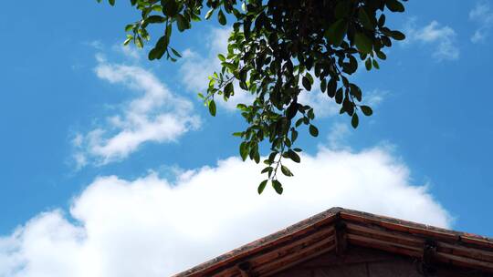夏天蓝天白云唯美树叶小清新天空云朵夏日