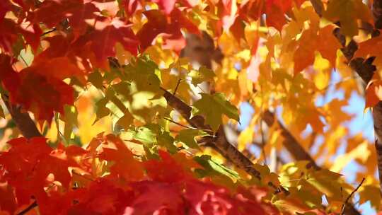 枫叶特写、秋天的枫叶、秋叶树叶