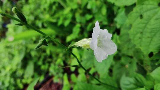 野生白花的特写镜头