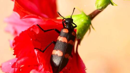 3750_黑色和红色甲虫在一朵红色的花上
