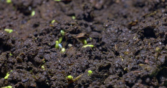 种子发芽成微嫩植物生长延时素材