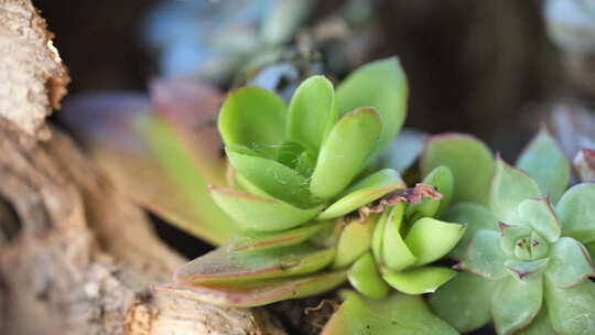 植物 绿色 盆栽 养殖