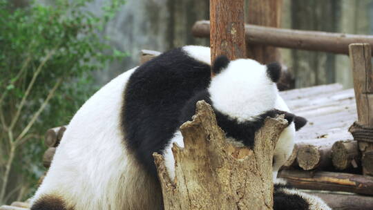 可爱的大熊猫一家在一起玩耍熊猫幼崽睡觉