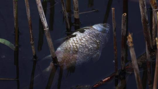 河面漂浮的死鱼