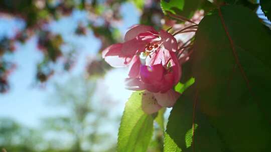 樱桃、樱花、苹果、花朵