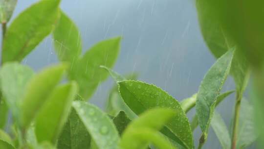 茶园茶叶种植绿茶