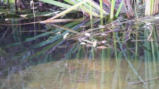 水草水下芦苇水塘池塘倒影波纹