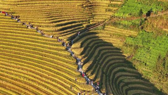 中国广西桂林市龙胜各族自治县龙脊梯田