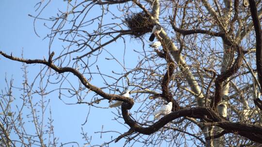 北京胡同人文景色