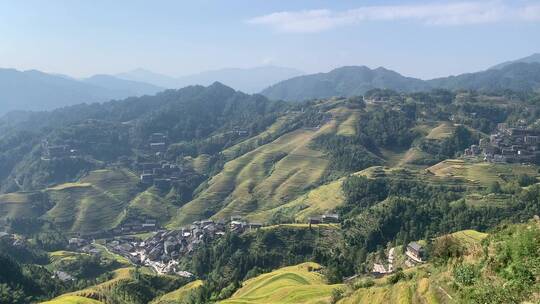 晴天桂林龙脊梯田旅游观赏金秋九月稻田