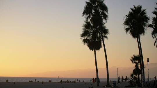 日落时的威尼斯海滩棕榈树