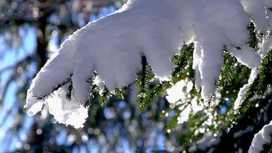 松树枝头的积雪 冬天唯美空镜