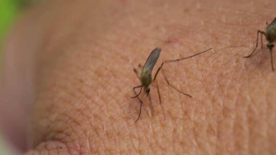蚊子在皮肤上寻找可以叮咬的部位