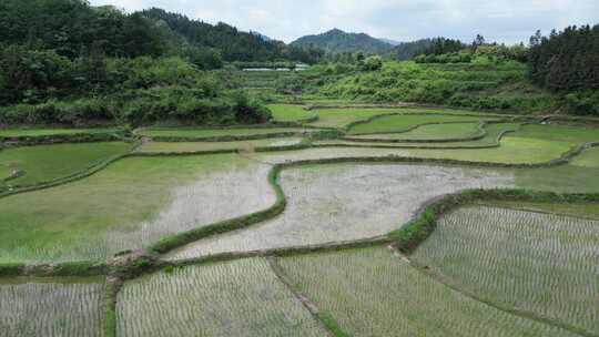 航拍农业种植稻田水稻