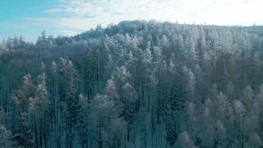 白雪森林树林雪景冰雪雾凇蓝天白云