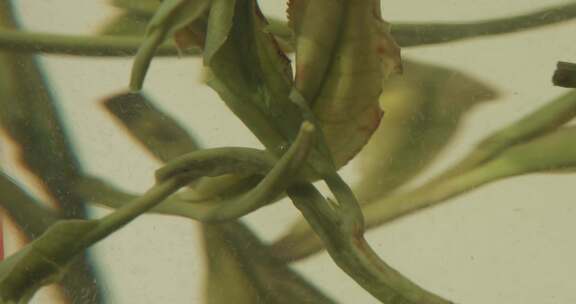 泡开的绿茶微距特写慢动作