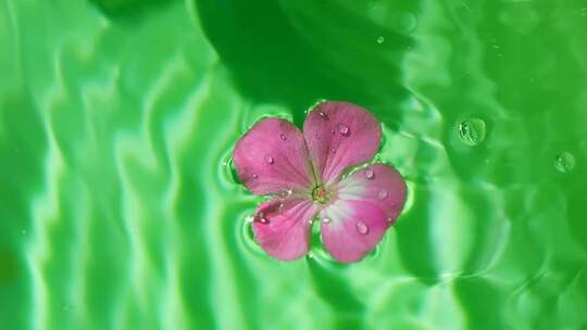 花朵掉入水中