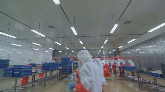 海参加工生产线工人在流水线上处理海鲜制品