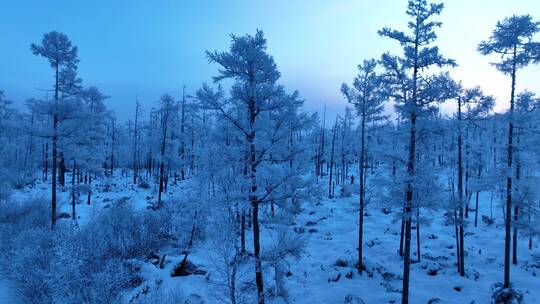 航拍林海雪原雾凇