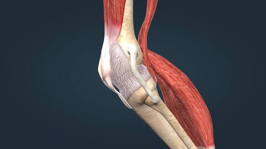 膝关节韧带关节囊关节炎疾病三维动画视频素材模板下载