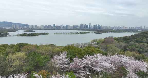 无锡鼋头渚樱花盛开满目樱花