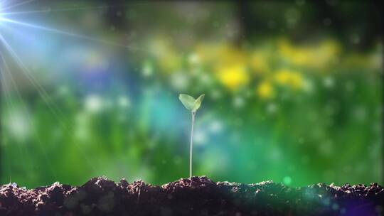 春天植物种子发芽破土而出生长延时