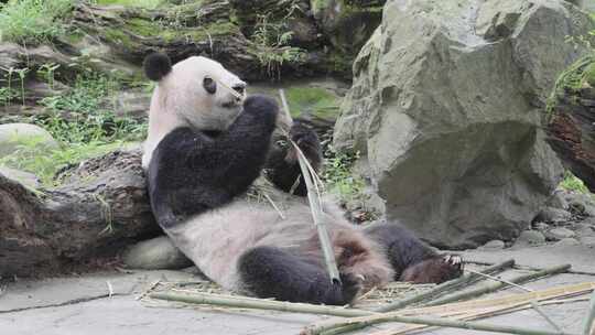 四川成都熊猫乐园大熊猫