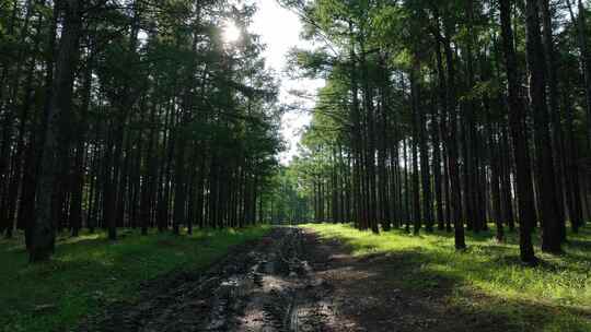 林间泥泞小道阳光透过树叶的自然风景